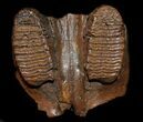 Juvenile Woolly Mammoth Jaw Section - Interesting History! #31425-1